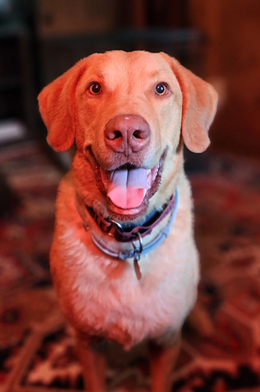 Bodhi