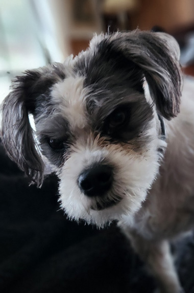 Wicket